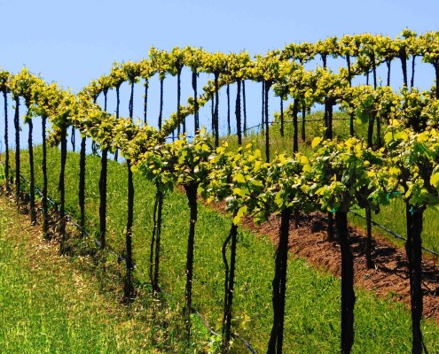 scenic_vineyards_spring_Sonoma_County_052-X3 Sonoma Valley Winery